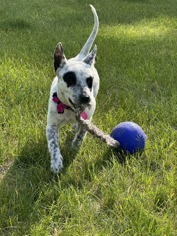 Tilly Image