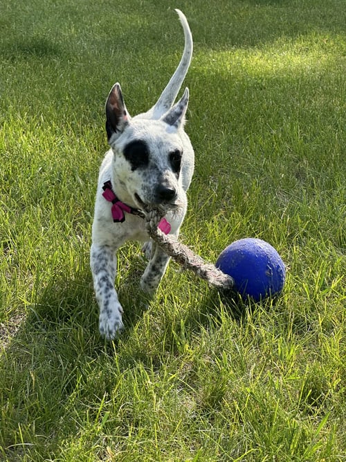 TILLY - Australian Cattle Dog/Blue Heeler available for adoption