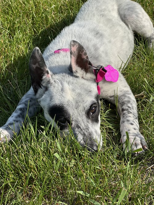 TILLY - Australian Cattle Dog/Blue Heeler available for adoption