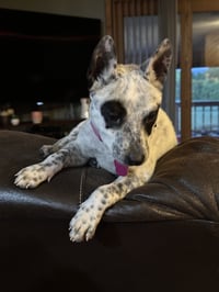 Tilly - Photo 3