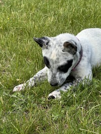 Tilly - Photo 4