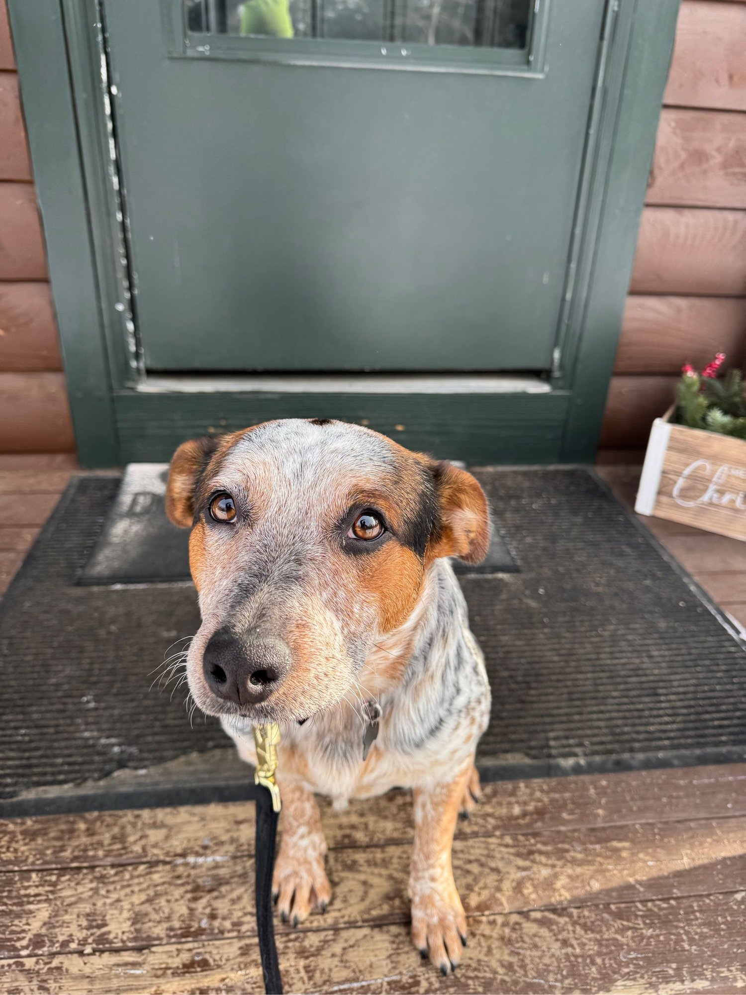 ANNIE - Australian Cattle Dog/Blue Heeler / Basset Hound available for adoption