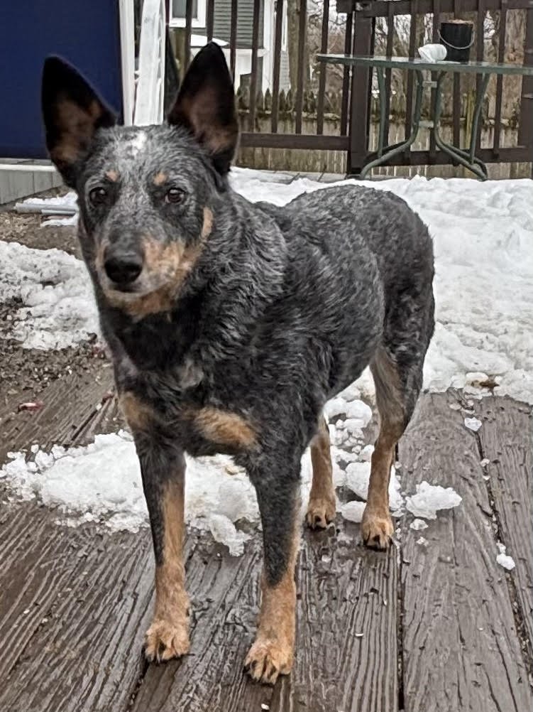 OZZY - Australian Cattle Dog/Blue Heeler available for adoption