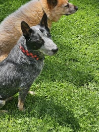 Alfred - Photo 1