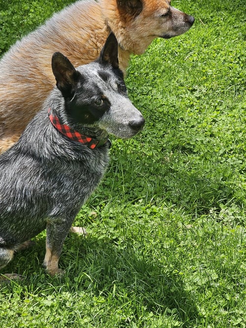 ALFRED - Australian Cattle Dog/Blue Heeler available for adoption