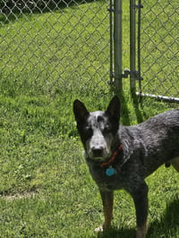 Alfred - Photo 2