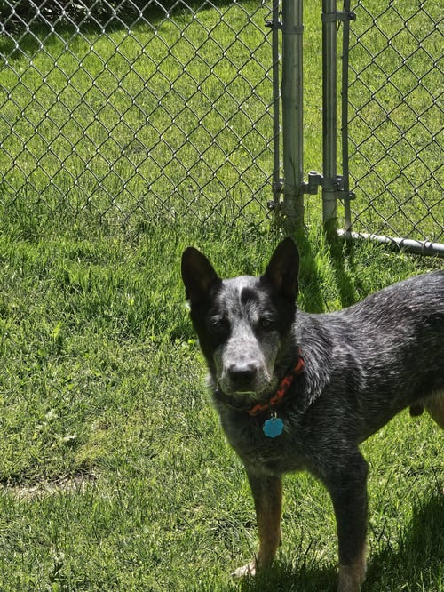 ALFRED - Australian Cattle Dog/Blue Heeler available for adoption
