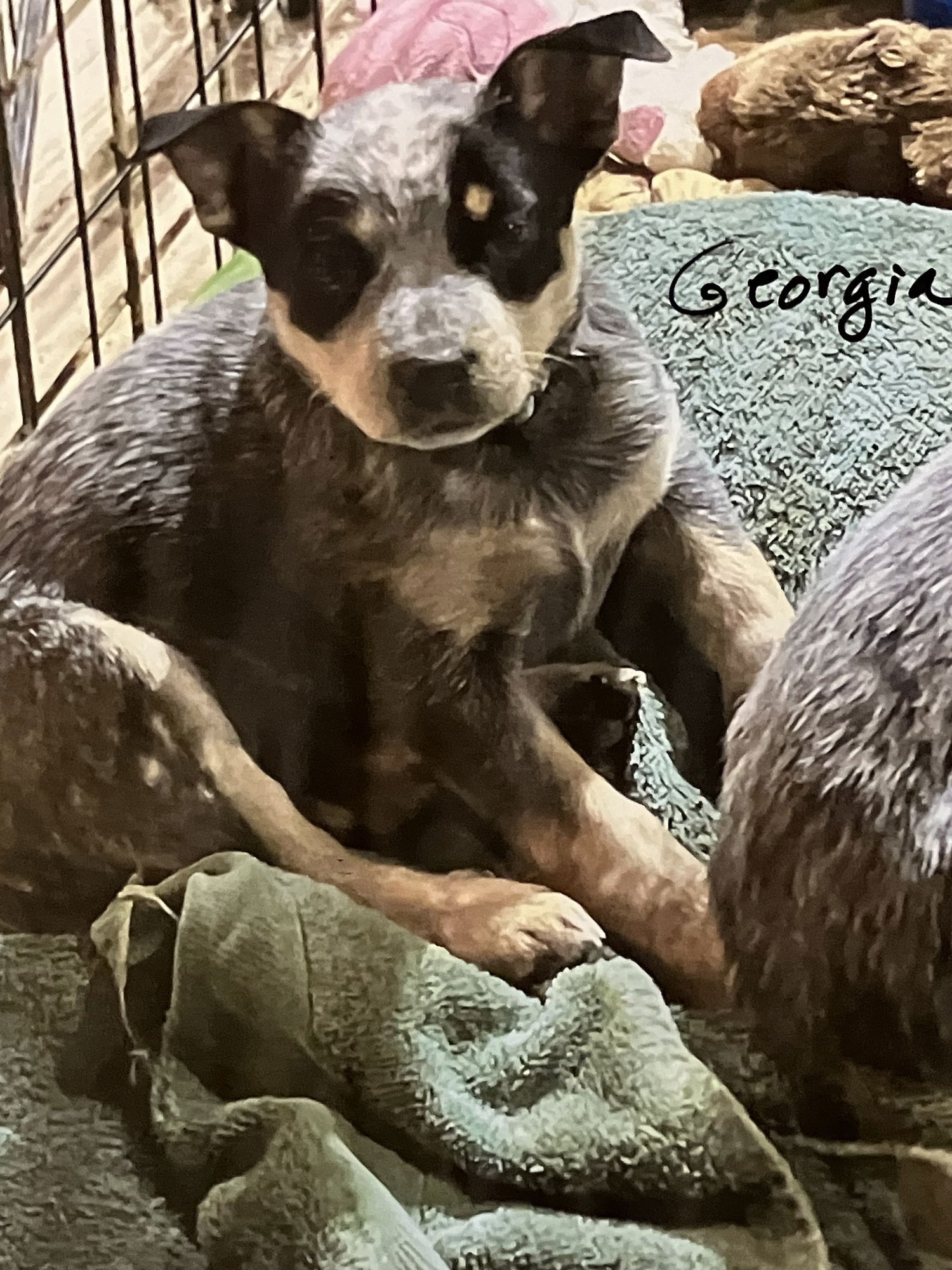GEORGIA - Australian Cattle Dog/Blue Heeler available for adoption