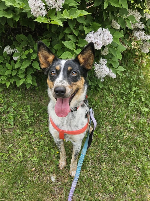 CALLIE - Australian Cattle Dog/Blue Heeler available for adoption