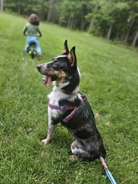Callie - Photo 2
