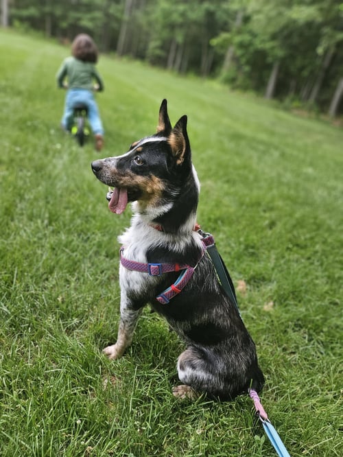 CALLIE - Australian Cattle Dog/Blue Heeler available for adoption