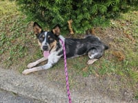 Callie - Photo 3