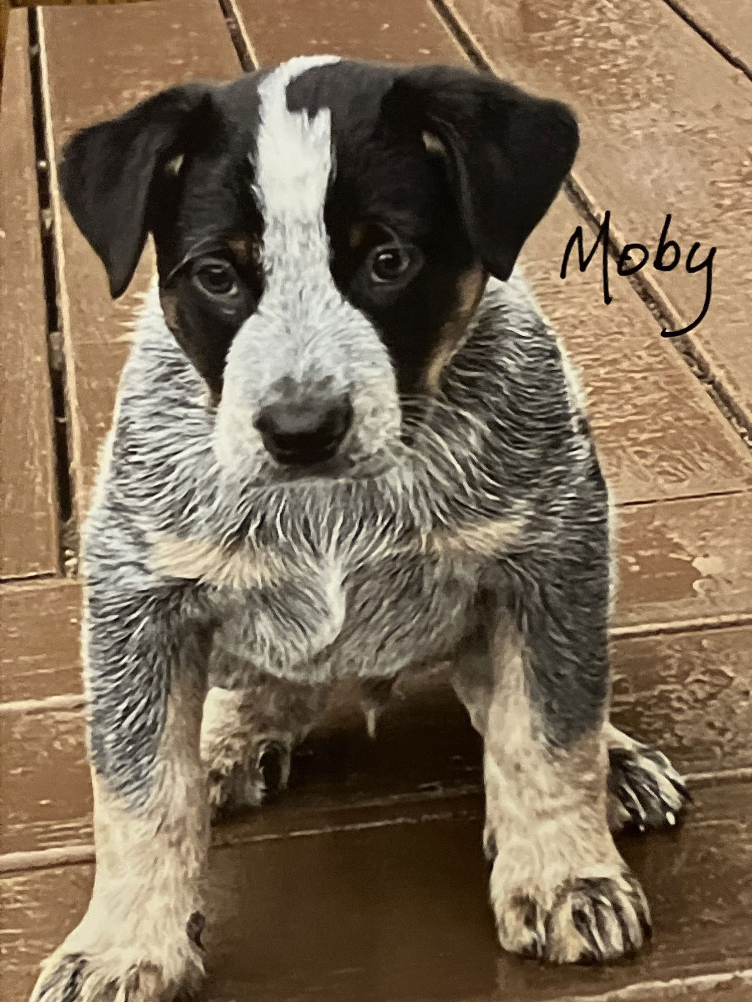 MOBY - Australian Cattle Dog/Blue Heeler available for adoption