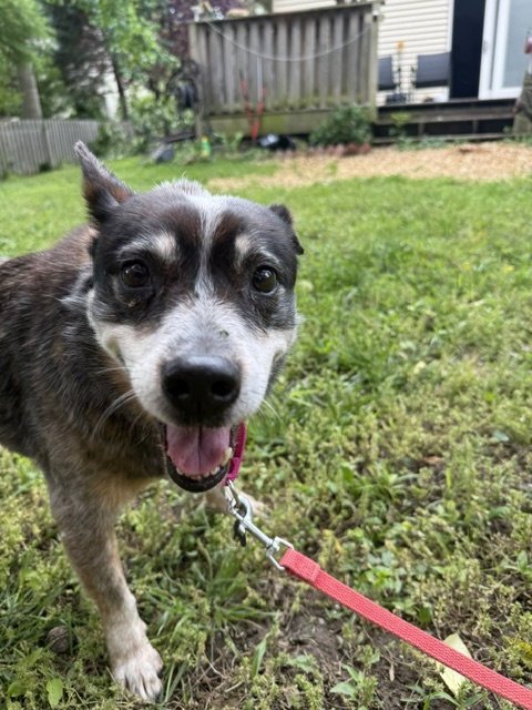 LADYBUG - Australian Cattle Dog/Blue Heeler available for adoption