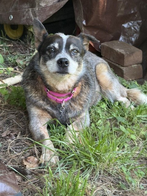 LADYBUG - Australian Cattle Dog/Blue Heeler available for adoption