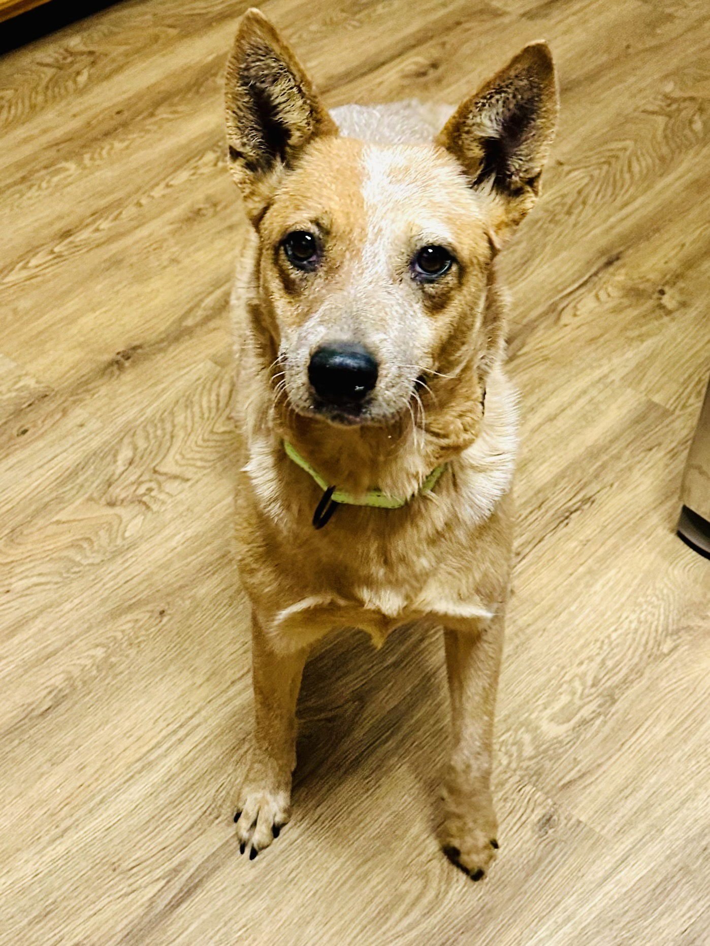 SNICKERS - Australian Cattle Dog/Blue Heeler available for adoption