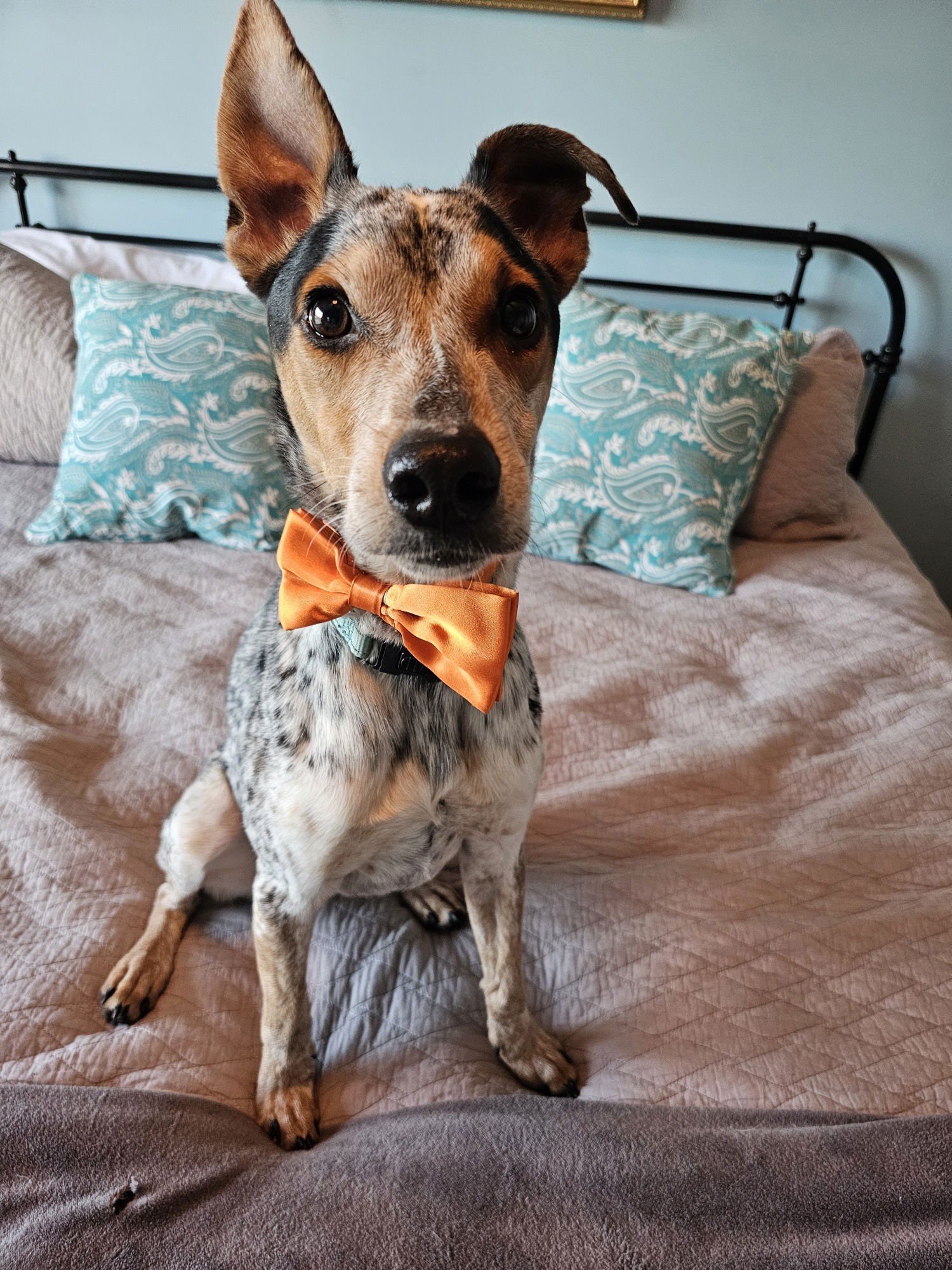 CARLTON - Australian Cattle Dog/Blue Heeler available for adoption