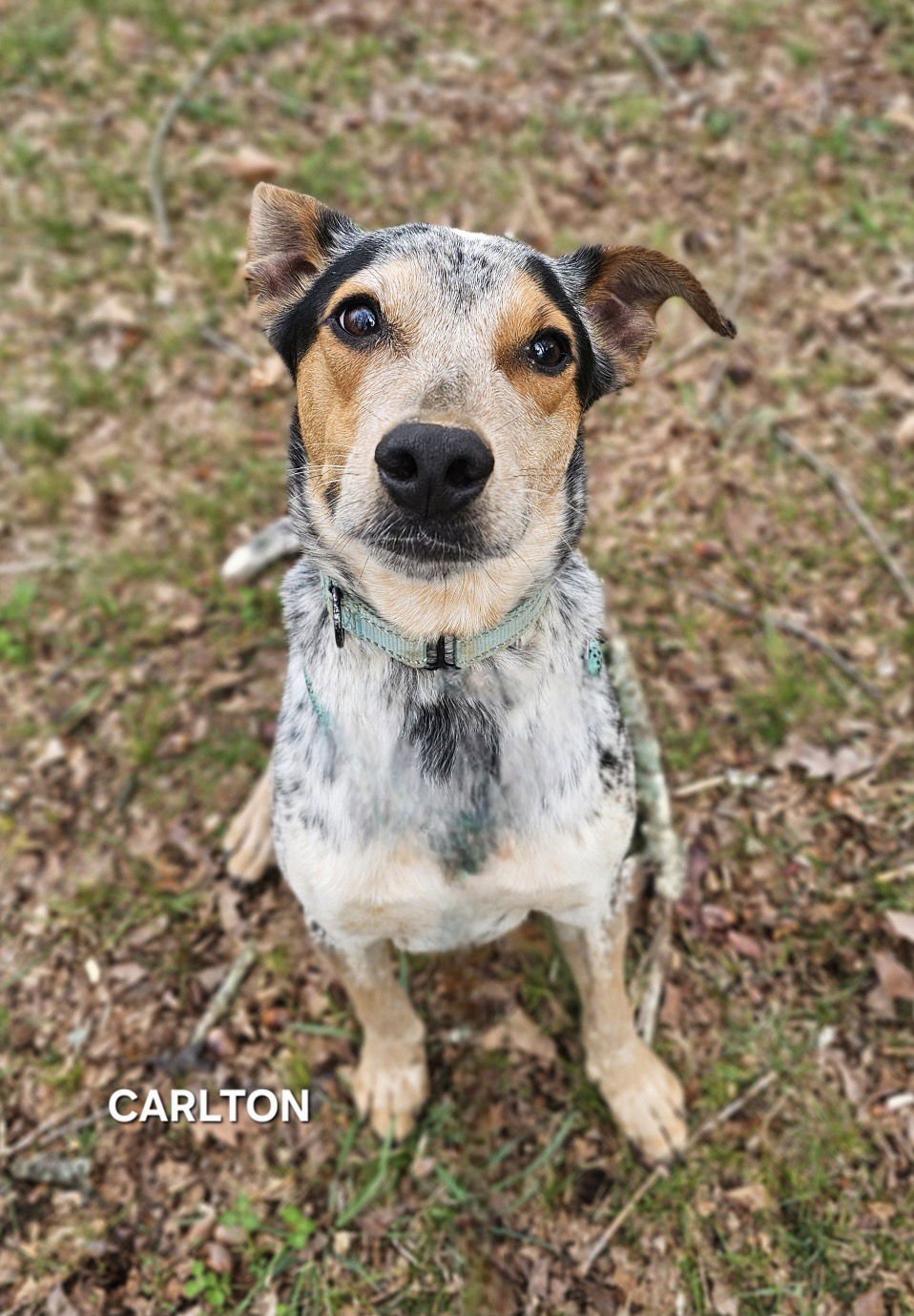 CARLTON - Australian Cattle Dog/Blue Heeler available for adoption