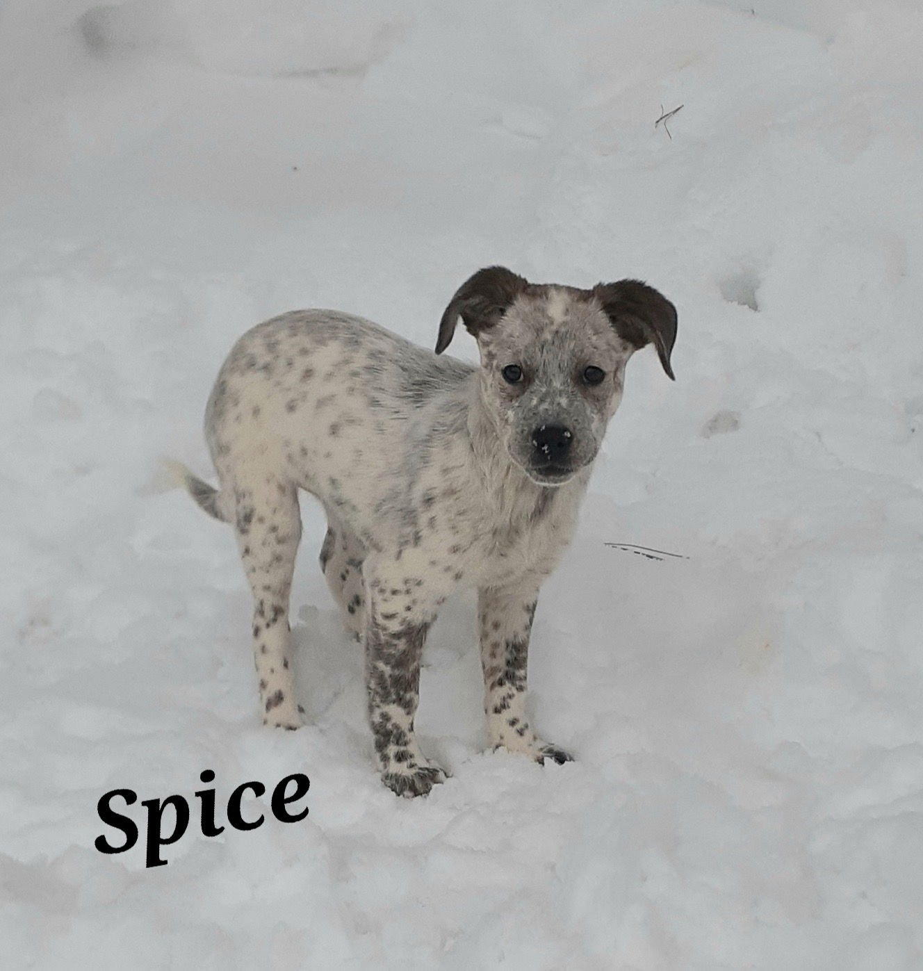 SPICE - Australian Cattle Dog/Blue Heeler available for adoption