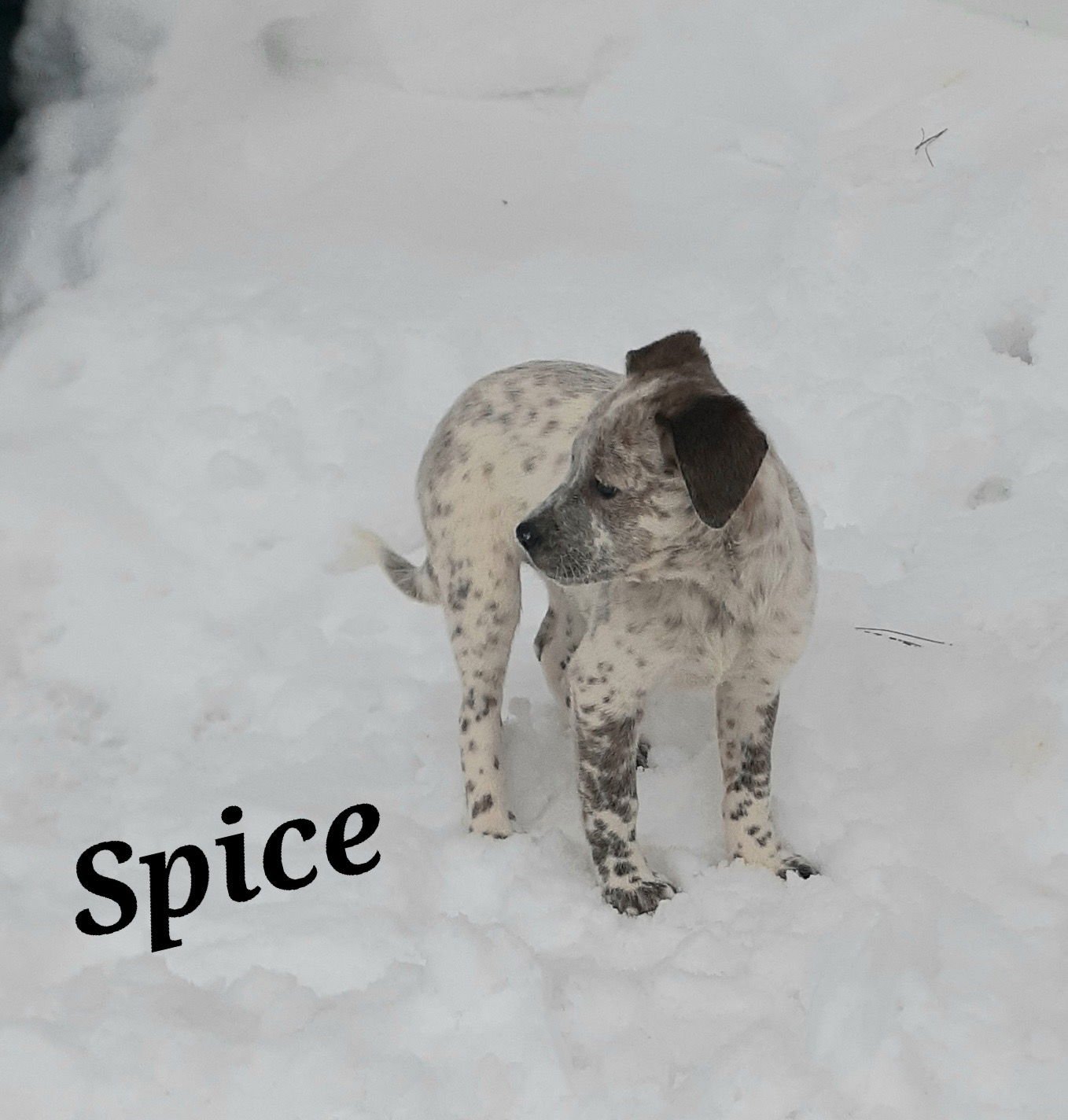 SPICE - Australian Cattle Dog/Blue Heeler available for adoption
