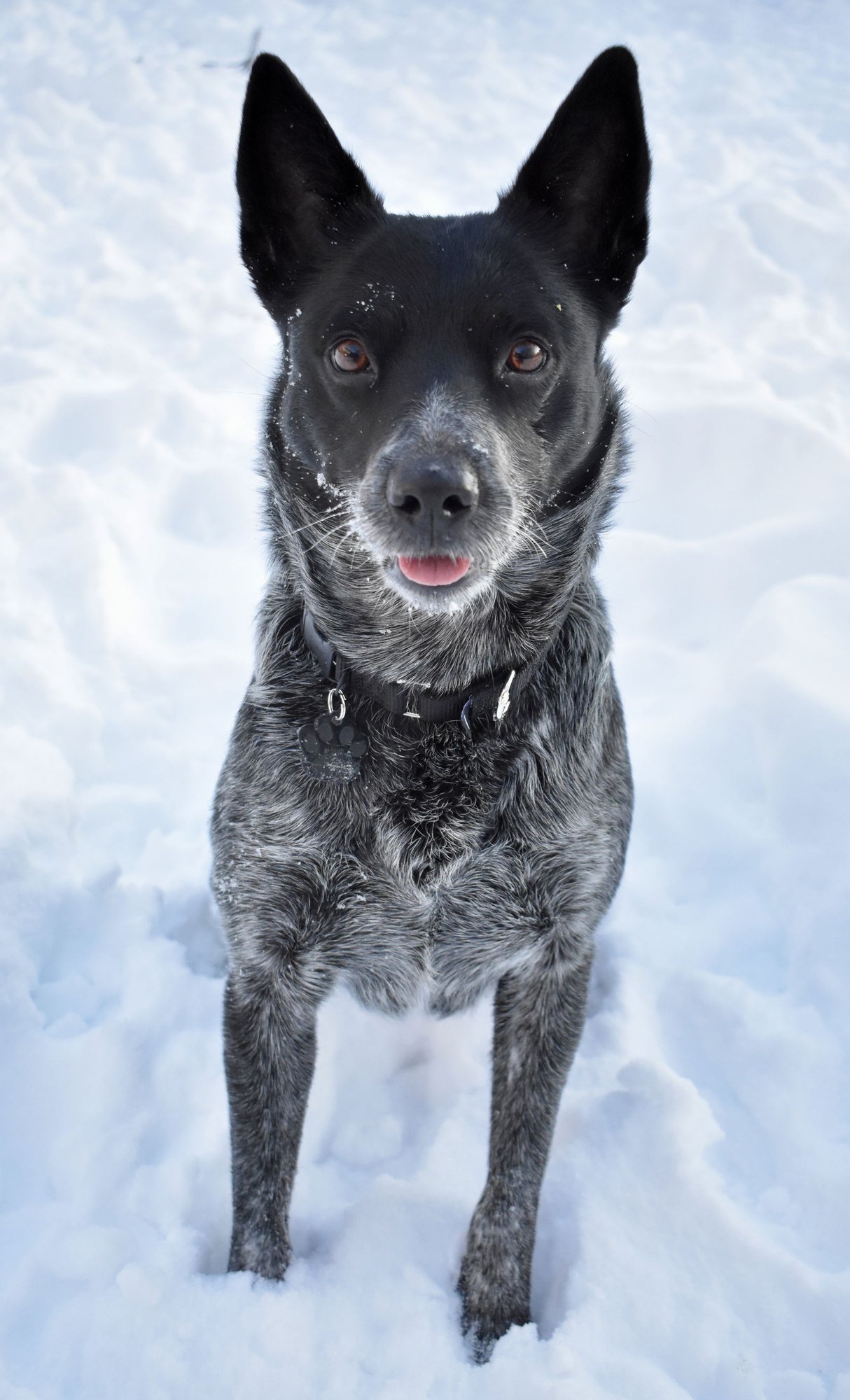 WINNIE - Australian Cattle Dog/Blue Heeler available for adoption