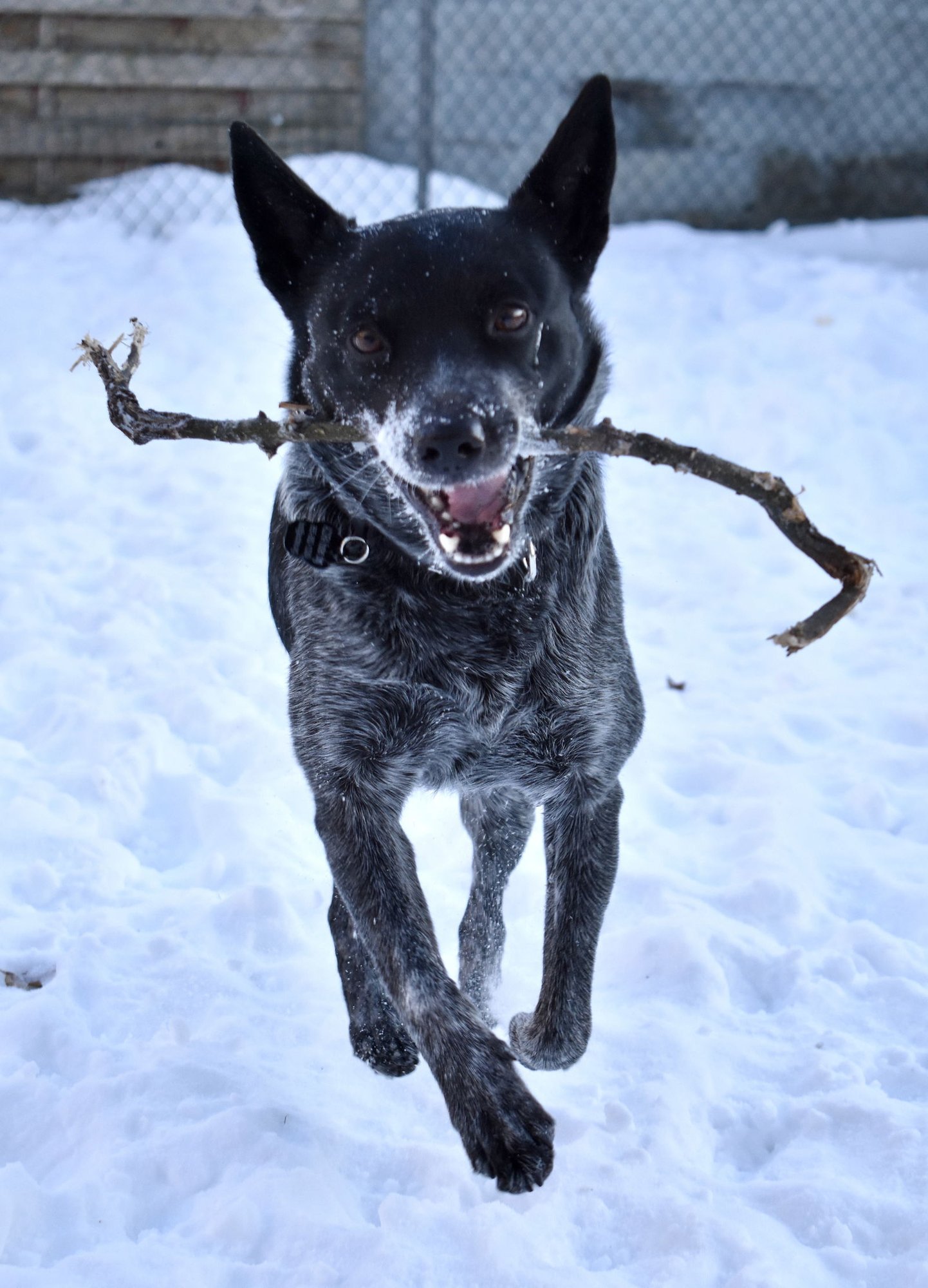 WINNIE - Australian Cattle Dog/Blue Heeler available for adoption