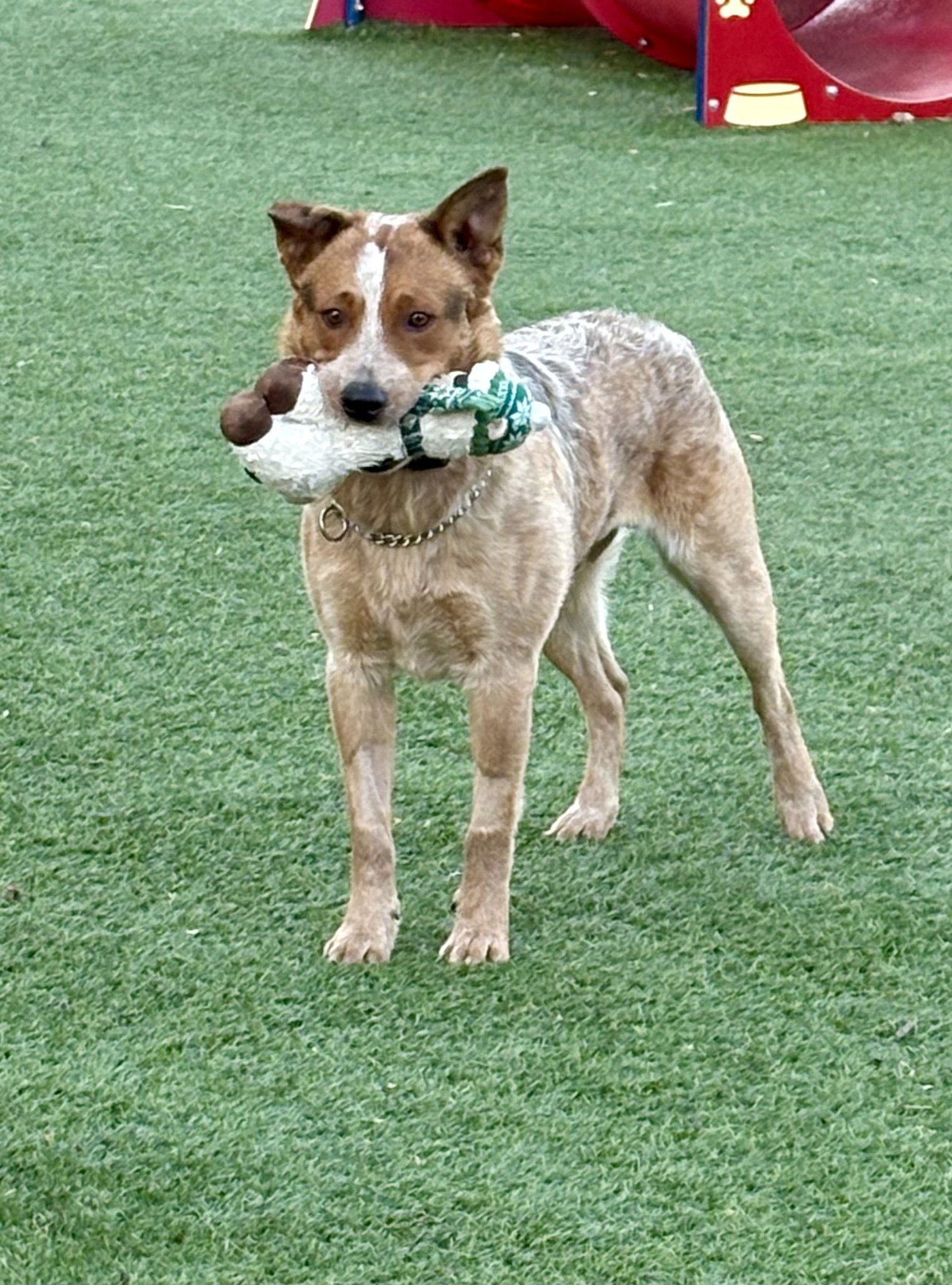 HEATH - Australian Cattle Dog/Blue Heeler available for adoption
