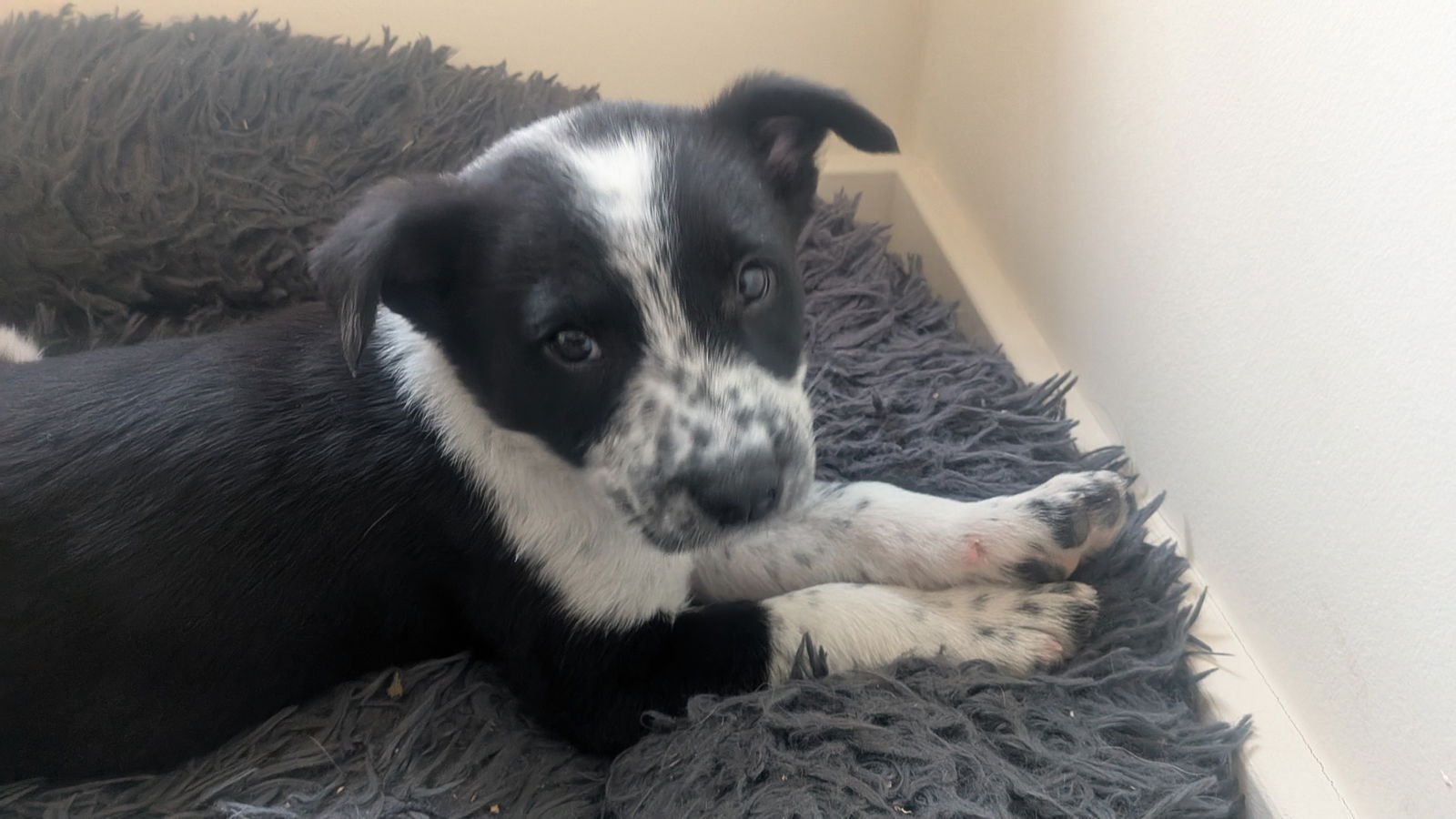 BUNNY - Australian Cattle Dog/Blue Heeler available for adoption