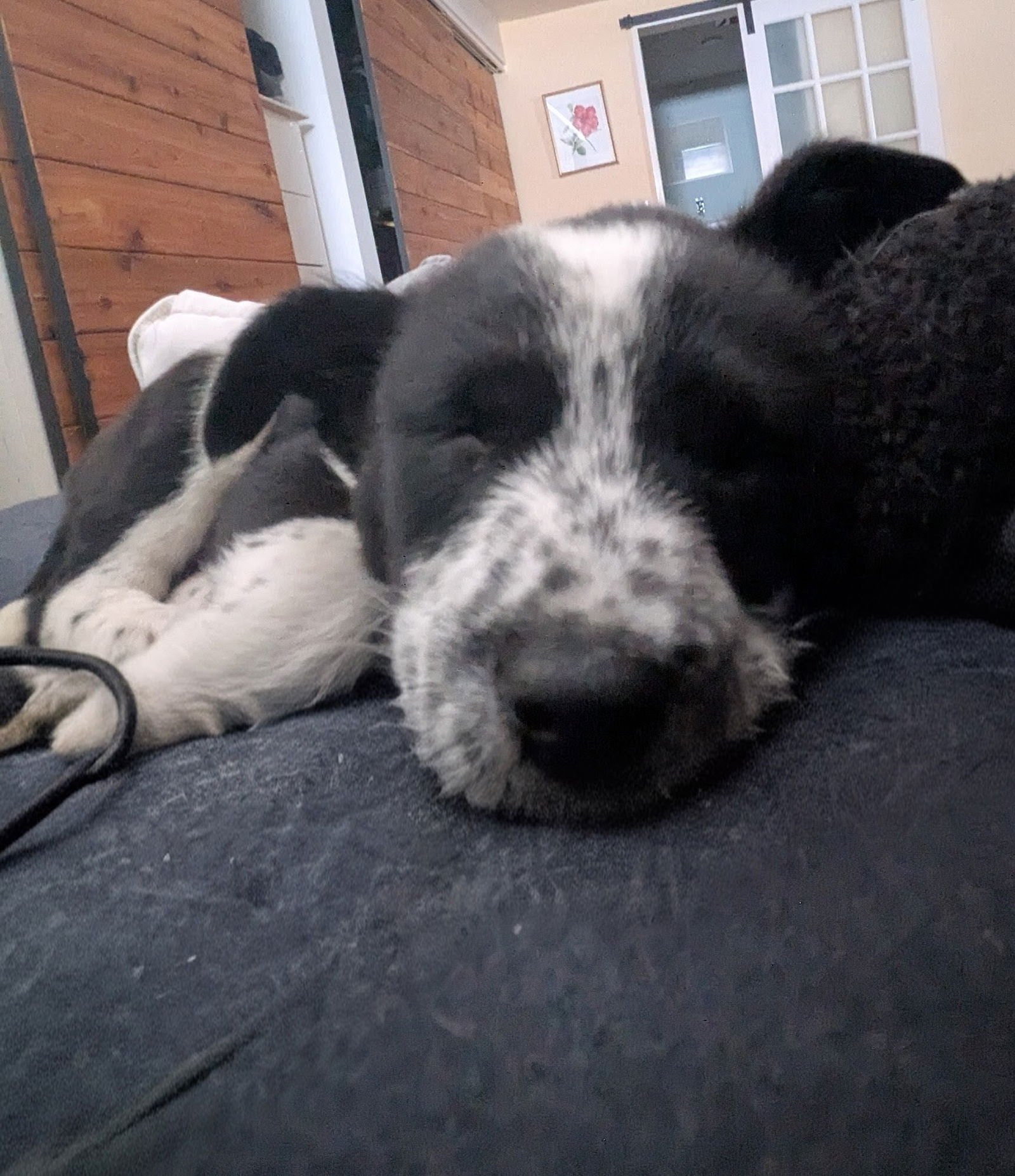 BUNNY - Australian Cattle Dog/Blue Heeler available for adoption