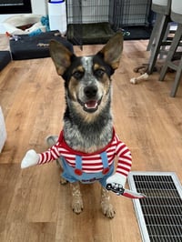Banjo - Photo 1