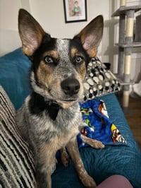 Banjo - Photo 2