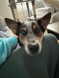 Banjo - Photo 3