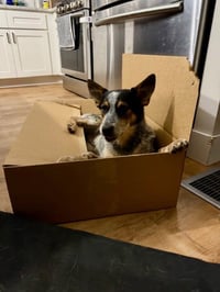 Banjo - Photo 6