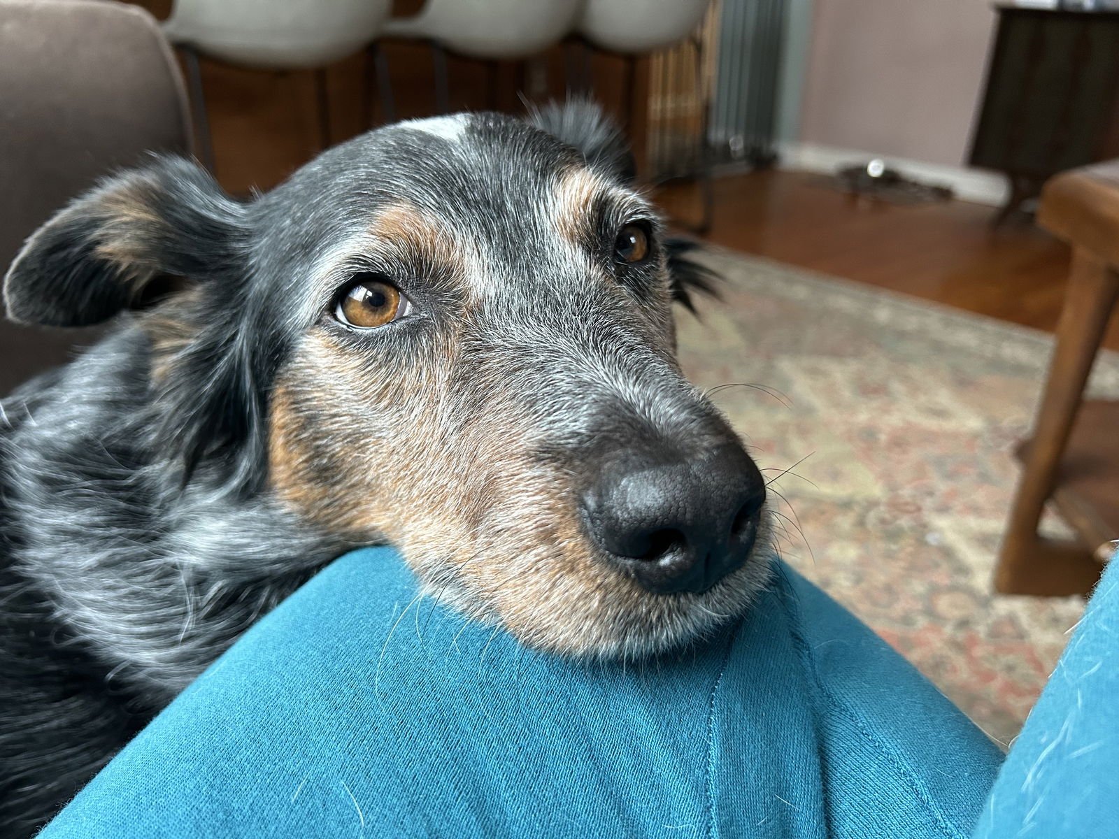 LADY - Australian Shepherd / Australian Cattle Dog/Blue Heeler available for adoption