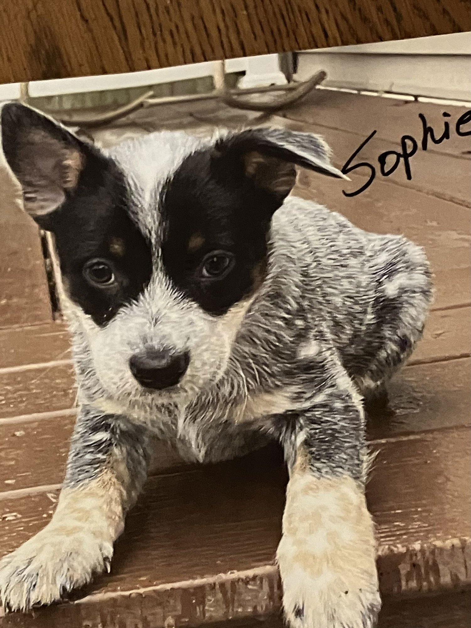 SOPHIE - Australian Cattle Dog/Blue Heeler available for adoption