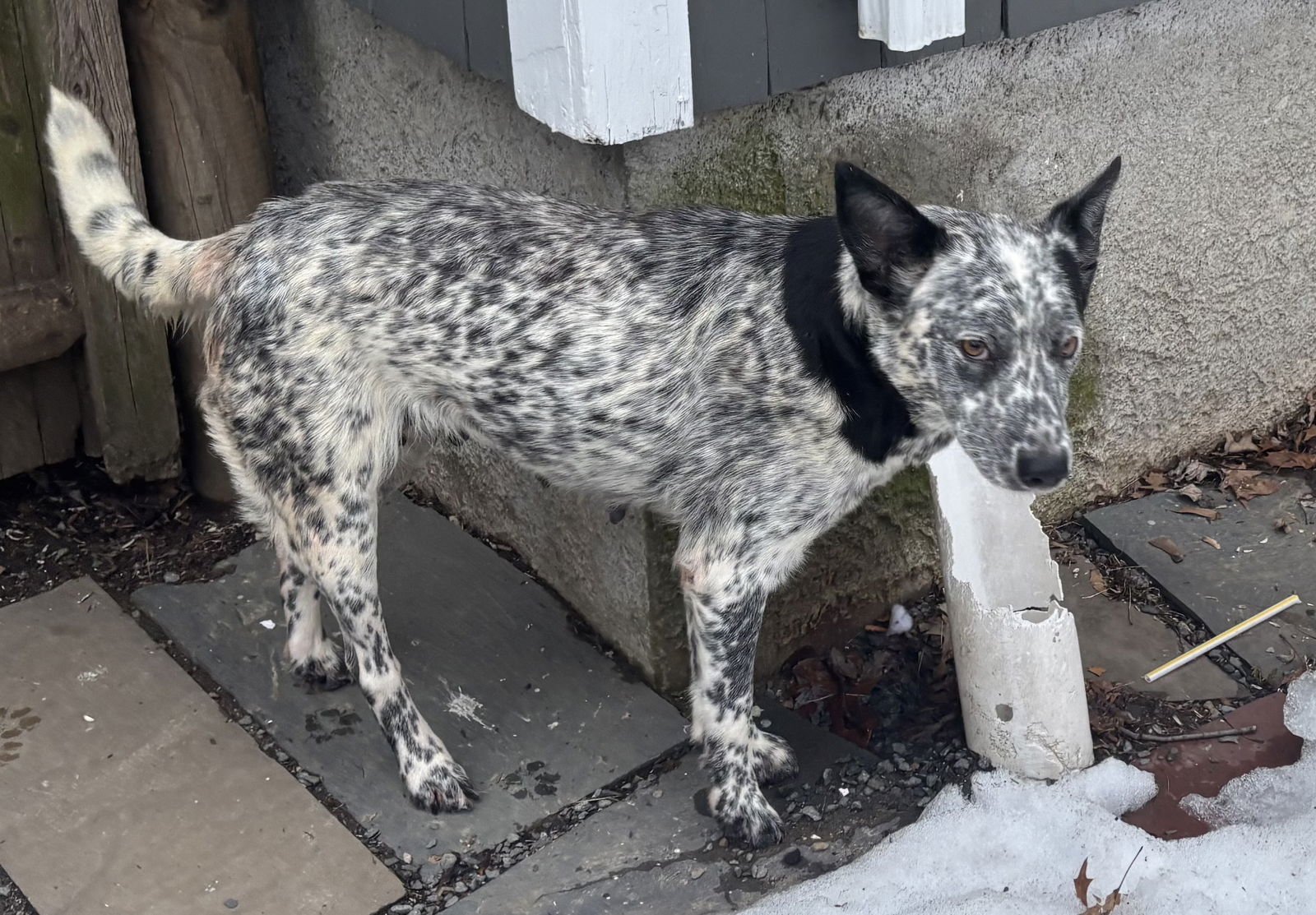NUME - Australian Cattle Dog/Blue Heeler available for adoption
