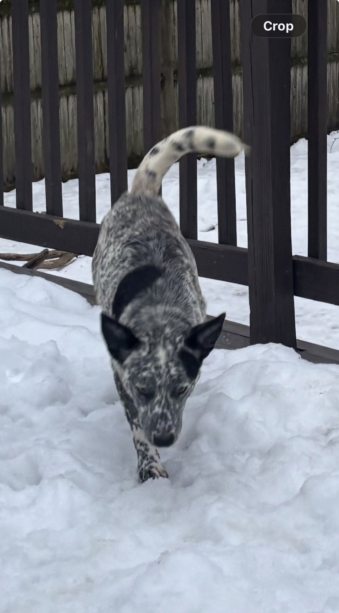 NUME - Australian Cattle Dog/Blue Heeler available for adoption