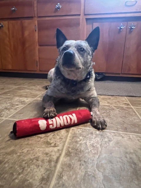 BRUTUS - Australian Cattle Dog/Blue Heeler available for adoption