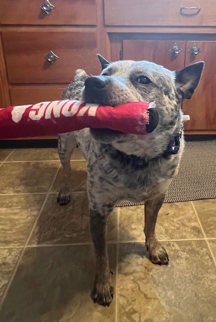 BRUTUS - Australian Cattle Dog/Blue Heeler available for adoption
