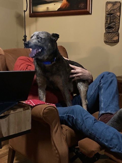 KRINK - Australian Cattle Dog/Blue Heeler available for adoption