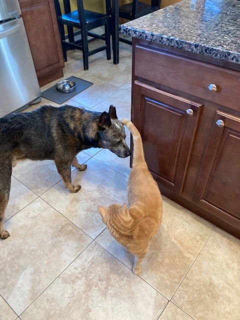 KRINK - Australian Cattle Dog/Blue Heeler available for adoption