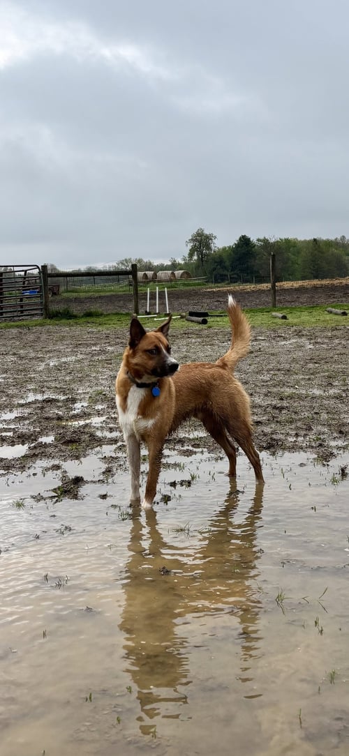 ARCHIE - Australian Cattle Dog/Blue Heeler available for adoption