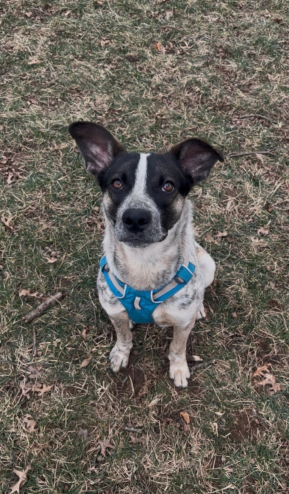 BOONE - Australian Cattle Dog/Blue Heeler available for adoption