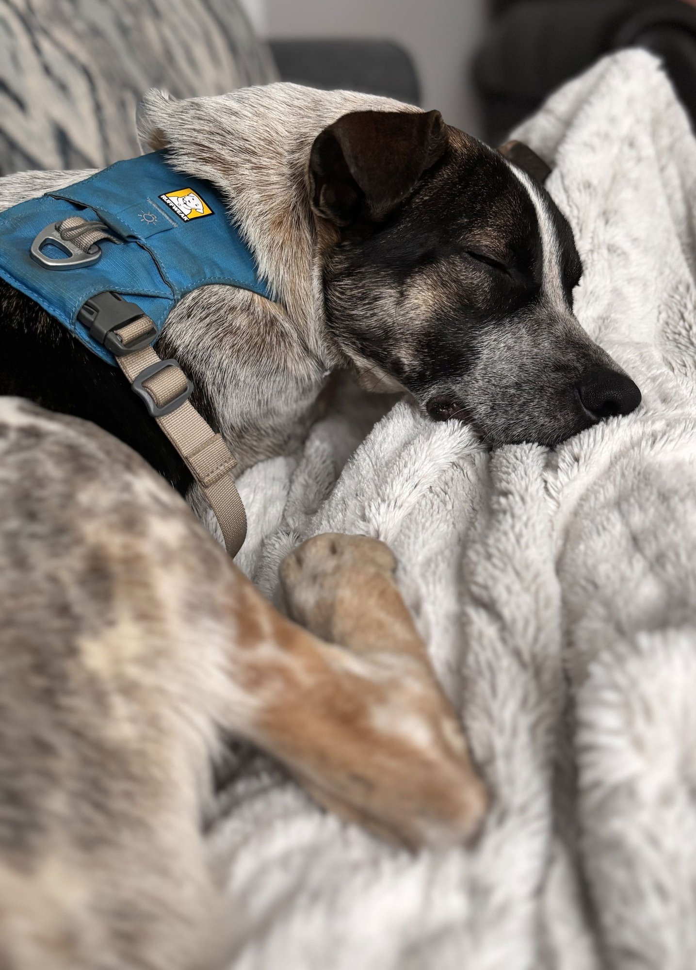 BOONE - Australian Cattle Dog/Blue Heeler available for adoption