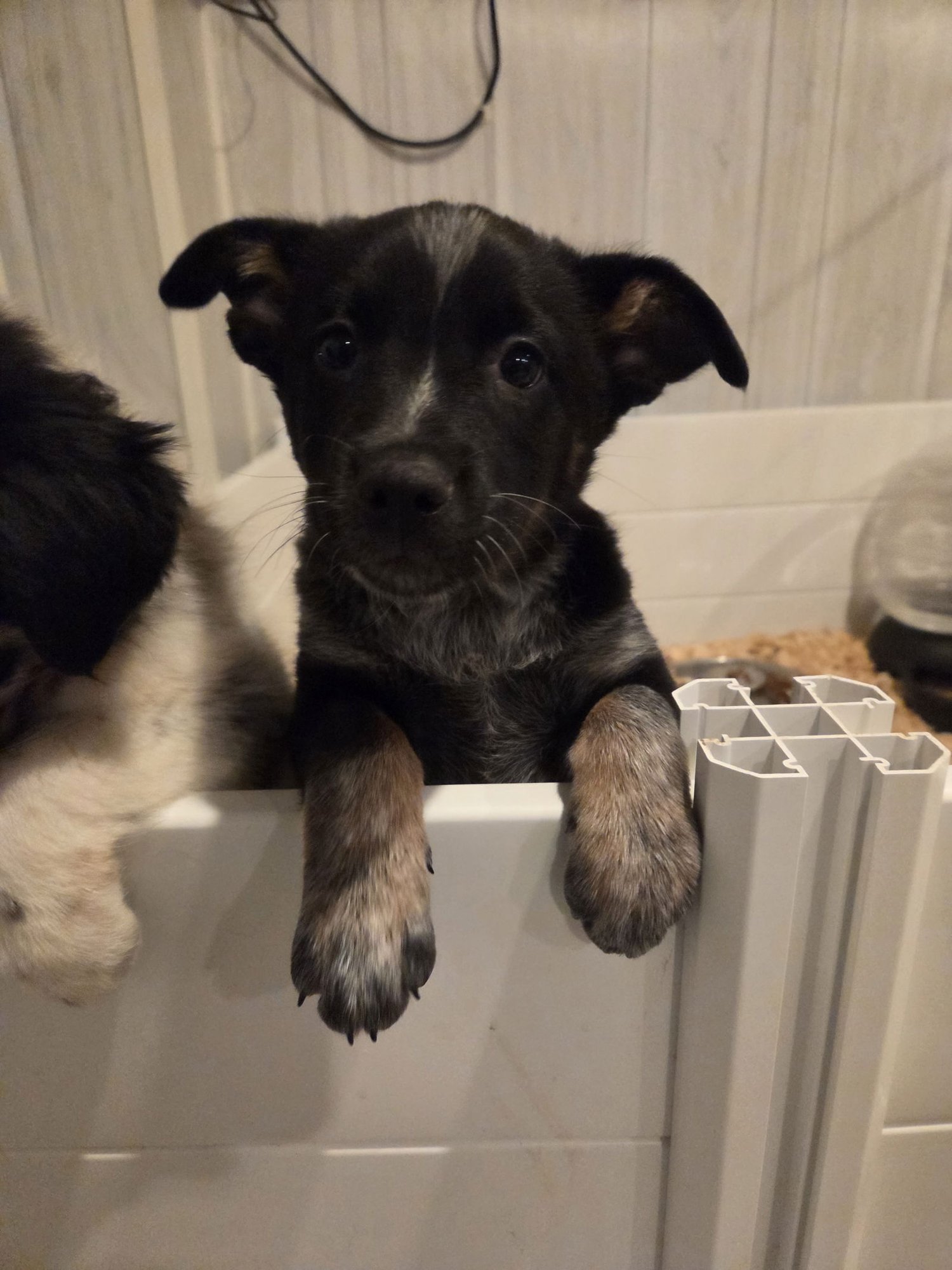 ISLA - Australian Cattle Dog/Blue Heeler available for adoption