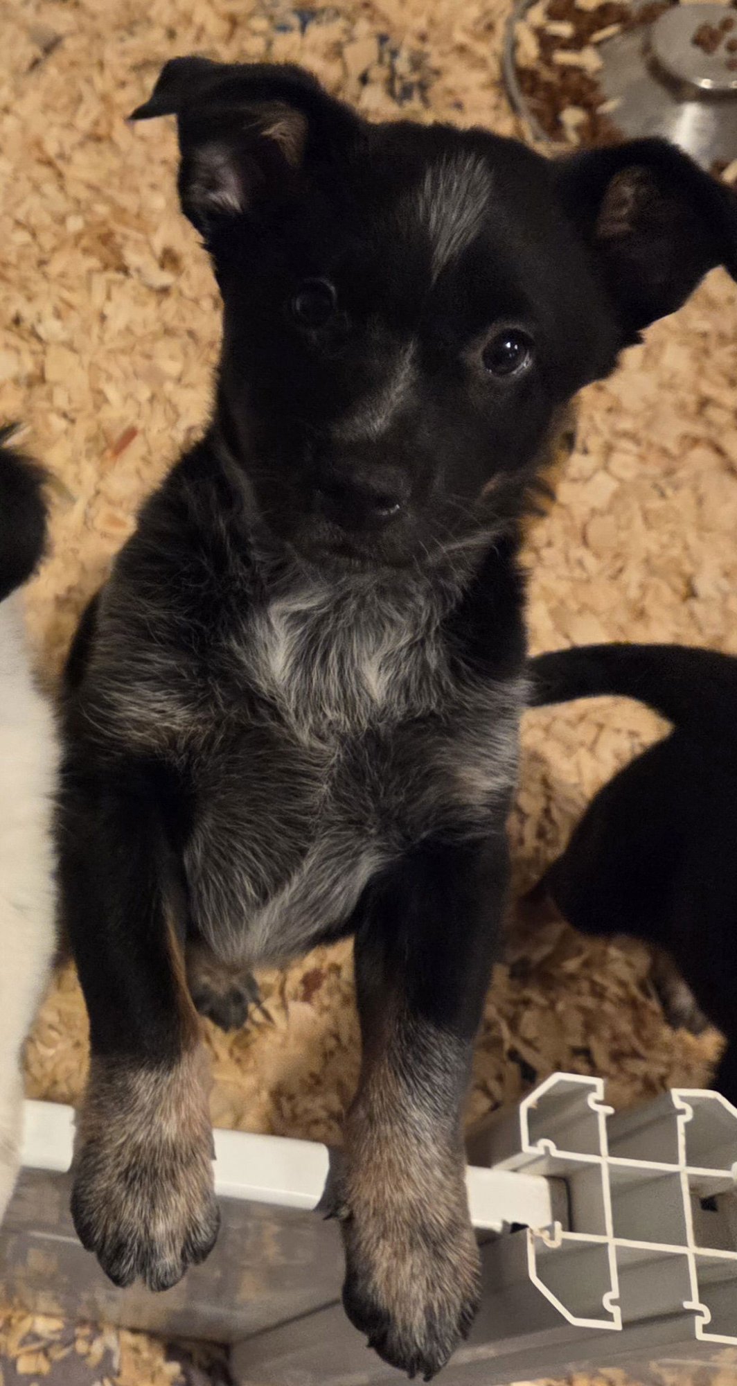 ISLA - Australian Cattle Dog/Blue Heeler available for adoption