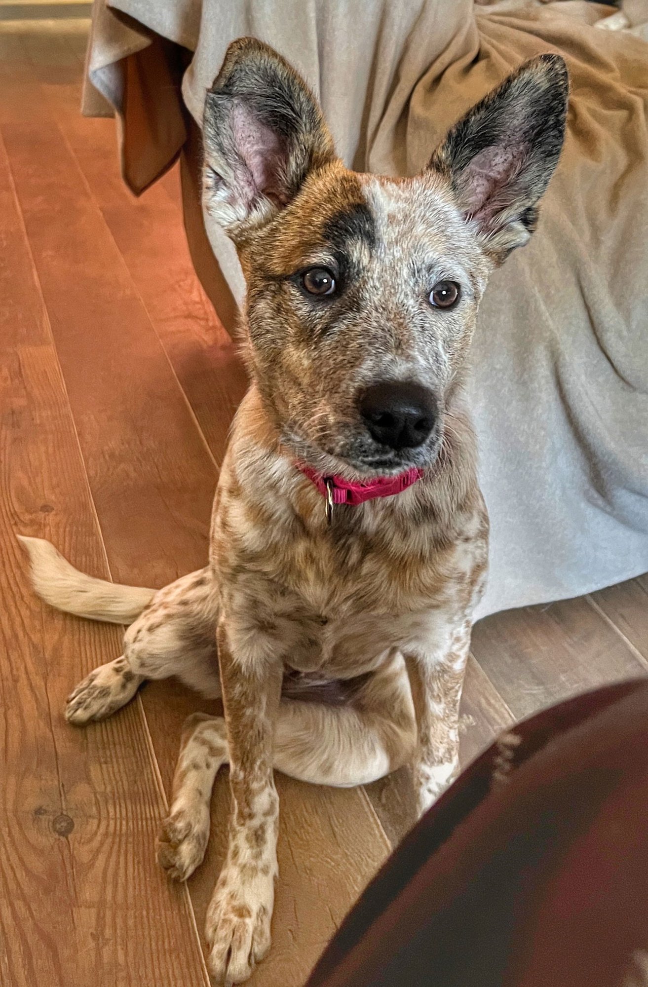 MOLLY - Australian Cattle Dog/Blue Heeler available for adoption