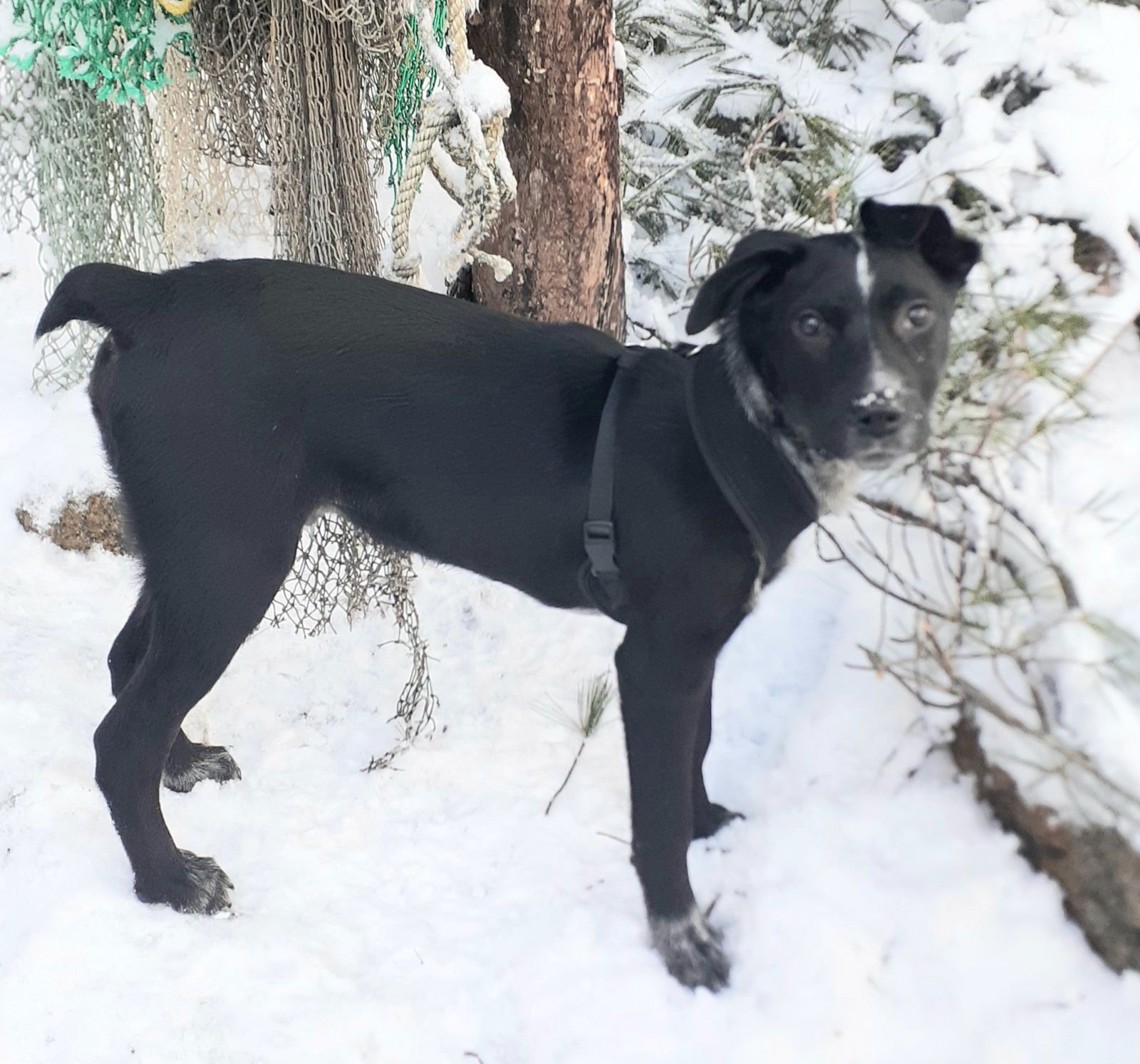 JAX - Australian Cattle Dog/Blue Heeler available for adoption