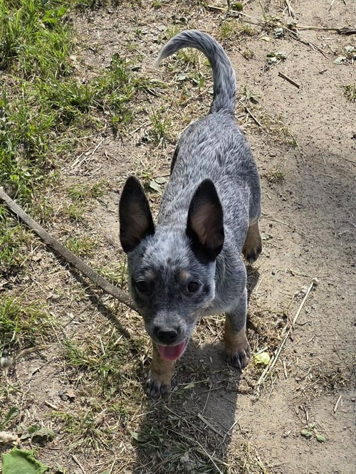 PIXIE - Australian Cattle Dog/Blue Heeler available for adoption