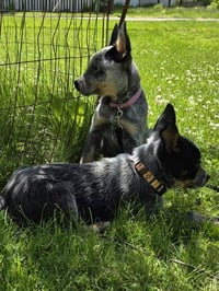 Pixie - Photo 3